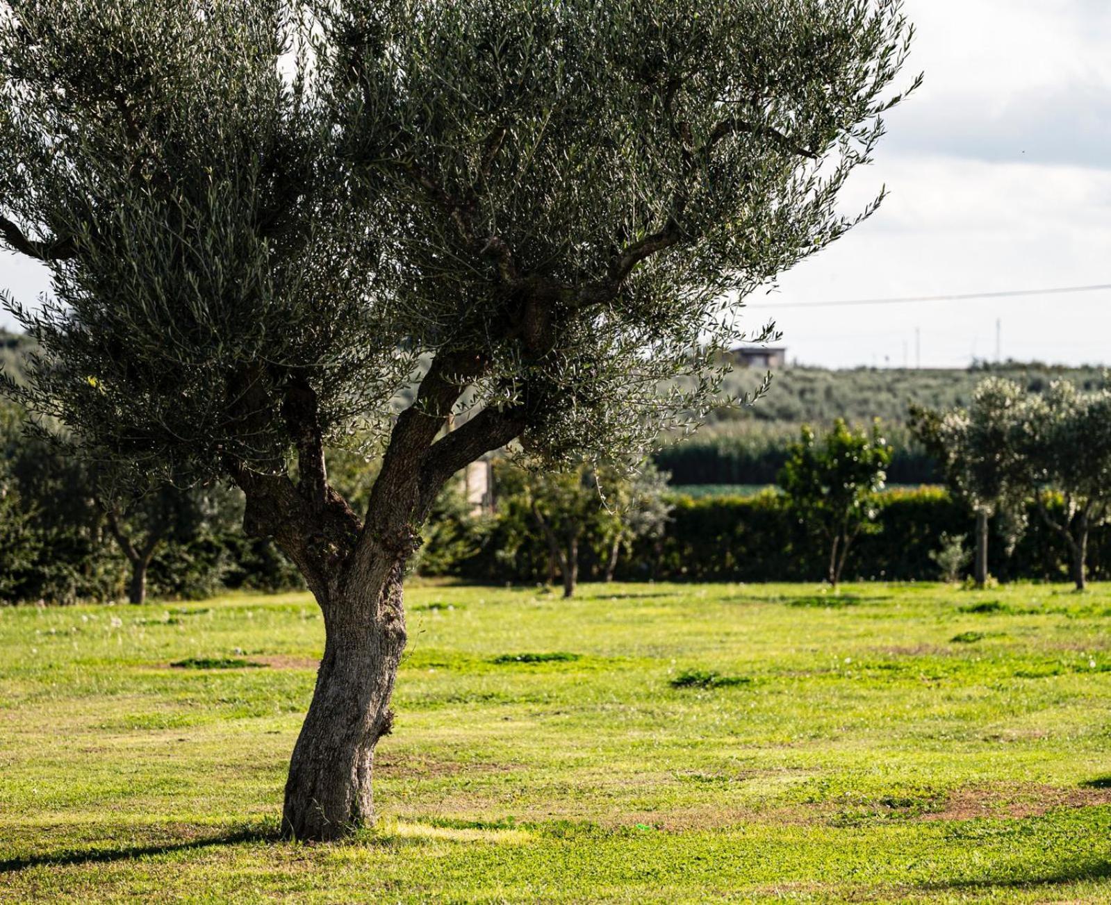 La Massaria Agriresort Orta Nova Εξωτερικό φωτογραφία
